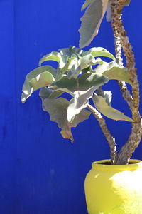 Low angle view of blue flowers