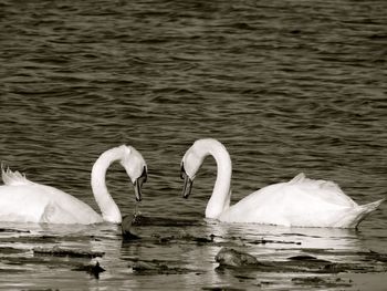 Swans swimming in lake