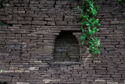 Climbing plants over brown stonework with a niche. plants on a stone wall. stone background.