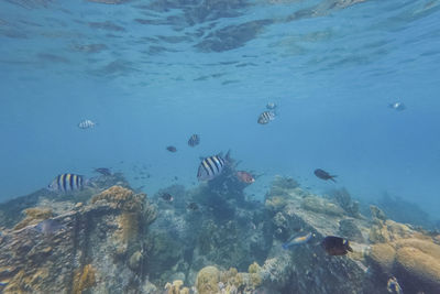 High angle view of fish swimming in sea