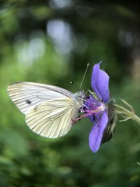 Close-up of butterfly pollinating on purple flower