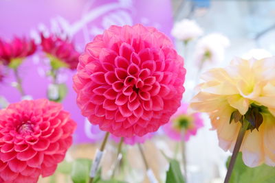 Close-up of pink dahlia flowers