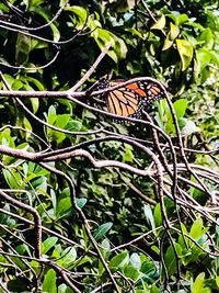 Close-up of butterfly perching on tree