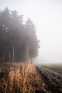 Trees on field against sky