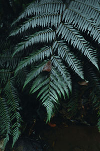 Close-up of fern leaves