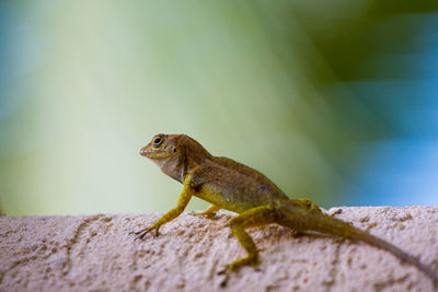 Close-up of lizard on retaining wall