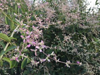 Close-up of flowers blooming outdoors