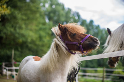 Horses in pen