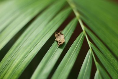 View of bug on leaf