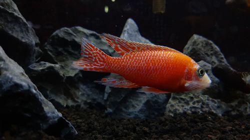 African cichlid
