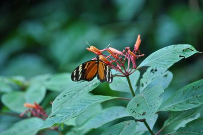 Close-up of butterfly pollinating on flower