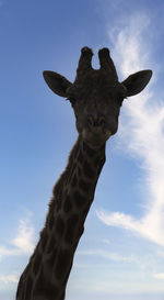 giraffe
