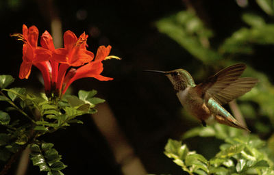 Close-up of hummingbird on flower