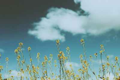 Close-up of yellow flowers against sky