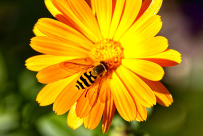 Close-up of insect on yellow flower