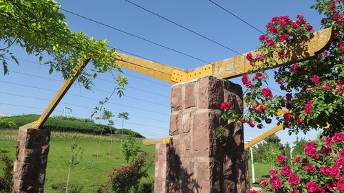 Low angle view of plants against clear sky