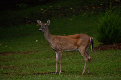 Deer standing on a grassland