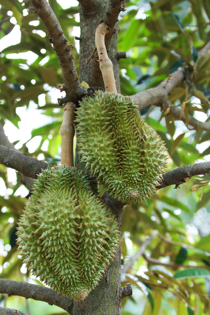 tree, plant, growth, food and drink, healthy eating, food, fruit, nature, branch, no people, green color, low angle view, focus on foreground, day, beauty in nature, freshness, wellbeing, outdoors, close-up, leaf, ripe