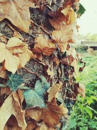 Close-up of dry leaves on plant