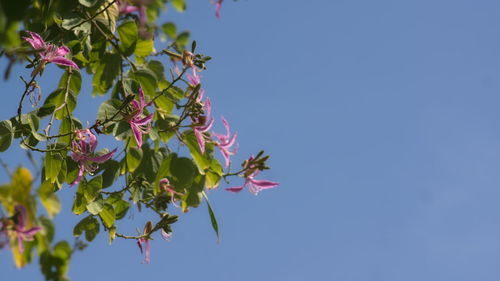 Low angle view of pink flowering plant against clear sky