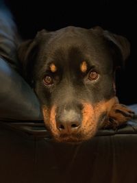 Close-up portrait of dog relaxing on black background