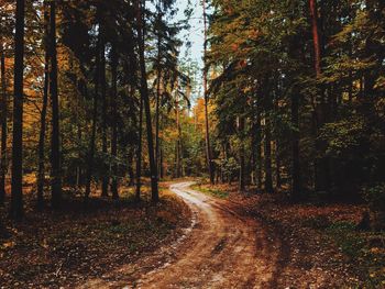 Road passing through forest