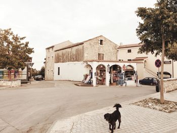 Dog walking on footpath by buildings