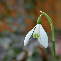 Close-up of white flowers