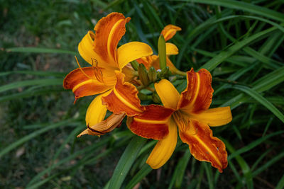 Close-up of orange day lily in field