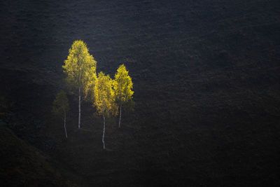 High angle view of trees on field at night