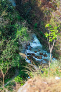 View of stream flowing through forest