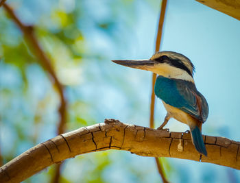 Ein bunter australien vogel mit großen schnabel sitzt auf einem ast.