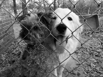 Portrait of dog by fence