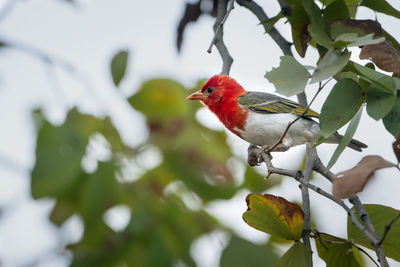 Close-up of a bird perching on branch