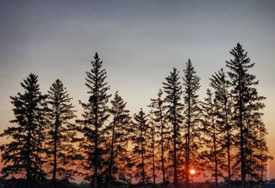 Low angle view of pine trees against sky during sunset