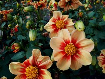 Close-up of orange flowering plants