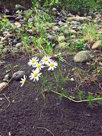 High angle view of crocus blooming on field