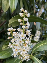 Close-up of white flowering plant