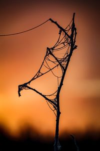 Close-up of silhouette bare tree against sky during sunset