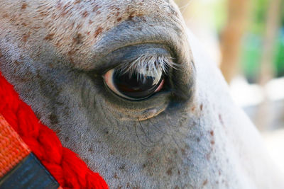 Close-up of portrait of eye