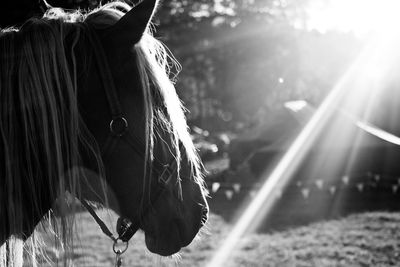 Close-up of horse