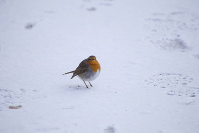 Close-up of bird perching on snow