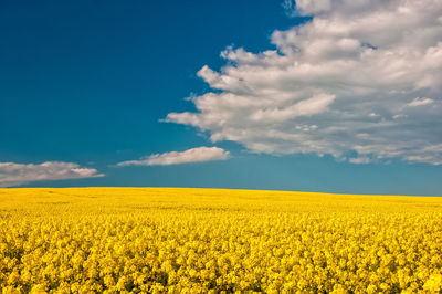 Scenic view of oilseed rape field against sky