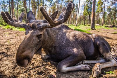 Moose relaxing on field