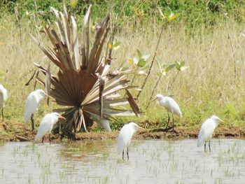 Birds in a lake