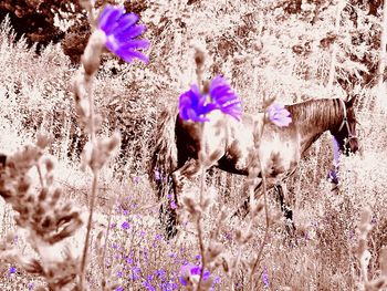 Close-up of purple flowers on field