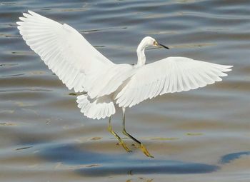 White bird flying