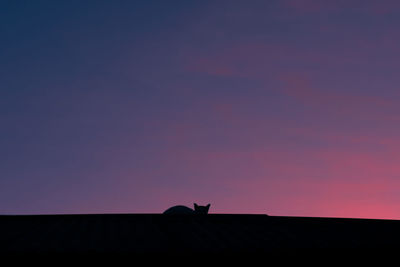 Silhouette of a cat on roof