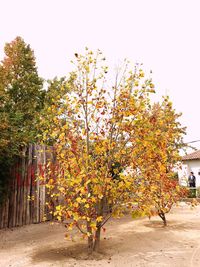 Trees and plants against sky during autumn