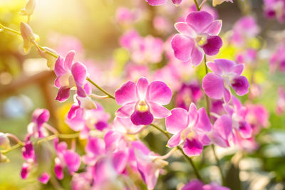 Close-up of pink flowering plant